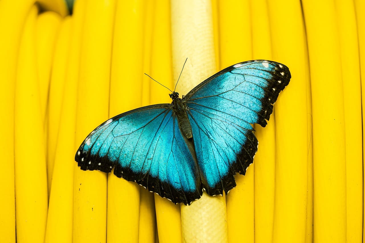 Blue Morpho Butterfly