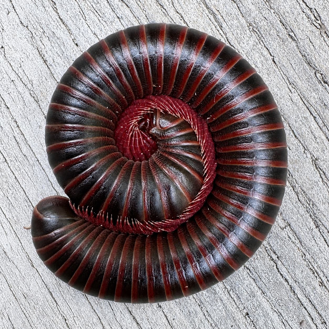 American Giant Millipede