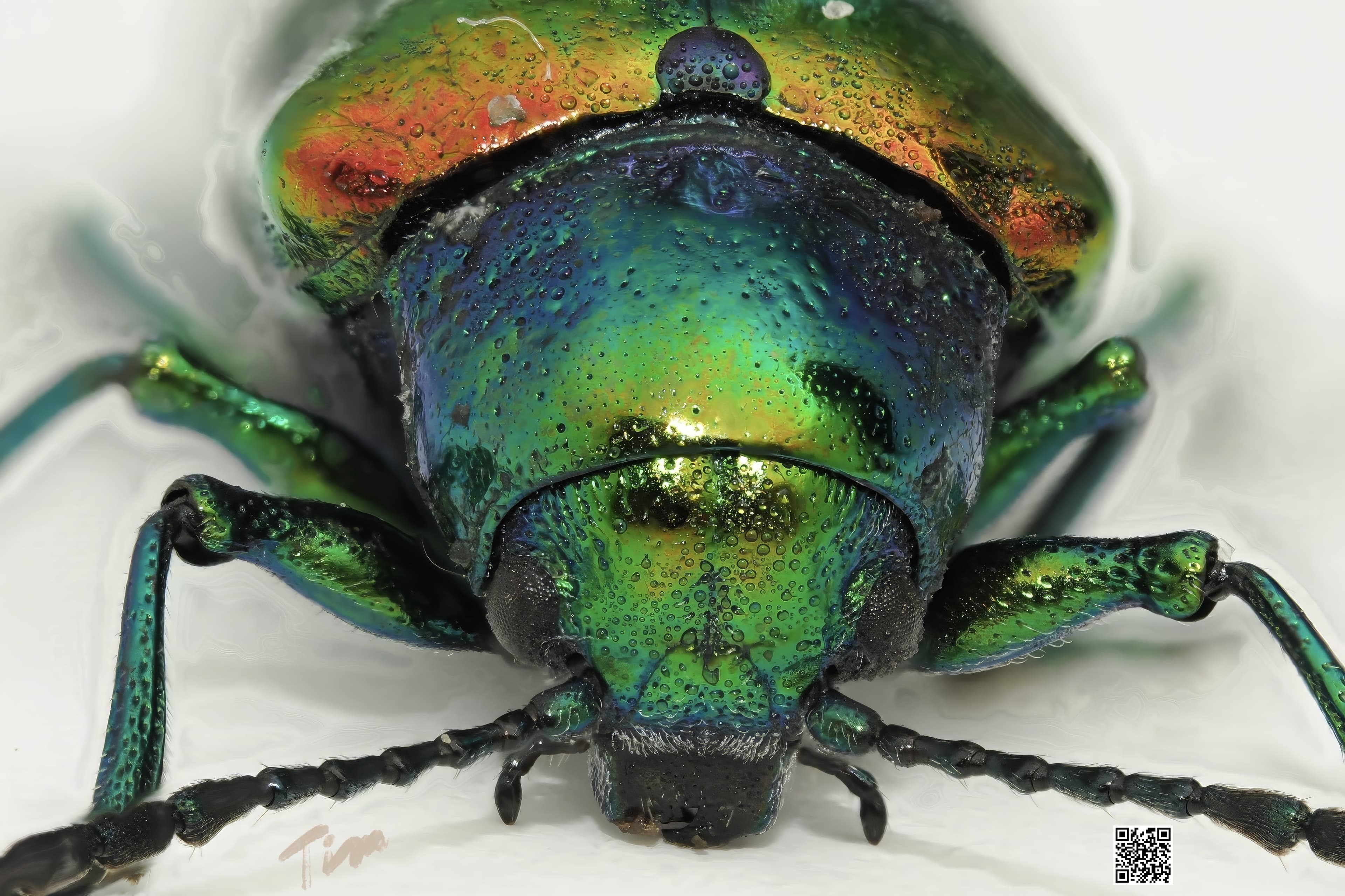 Dogbane Beetle